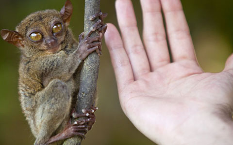 Tarsier