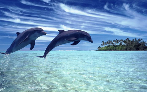 Enjoy dolphins watching in Bais